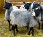 Эффективное разведение и выращивание овец в домашних условиях